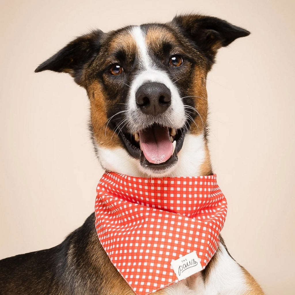 The Paws Red Gingham Birthday Bandana for Dogs/ Cats *Handmade in Bali*